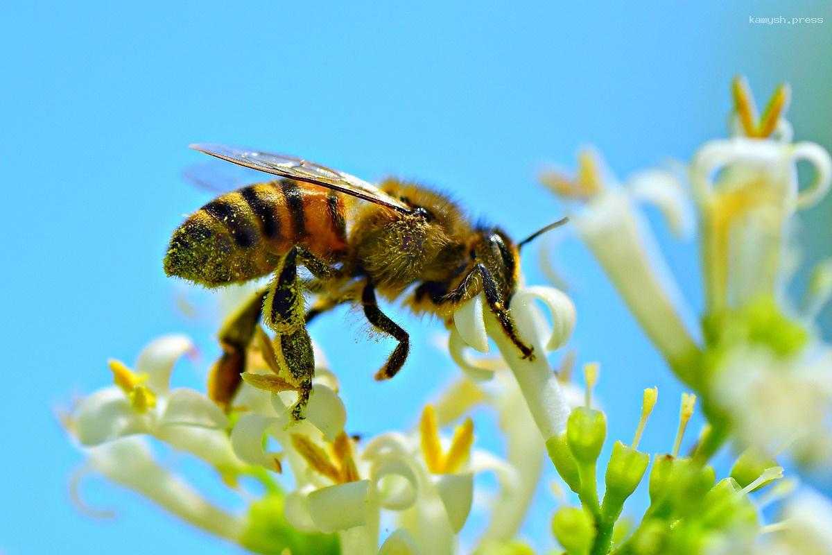 В России после зимовки погибла половина пчелиных семей