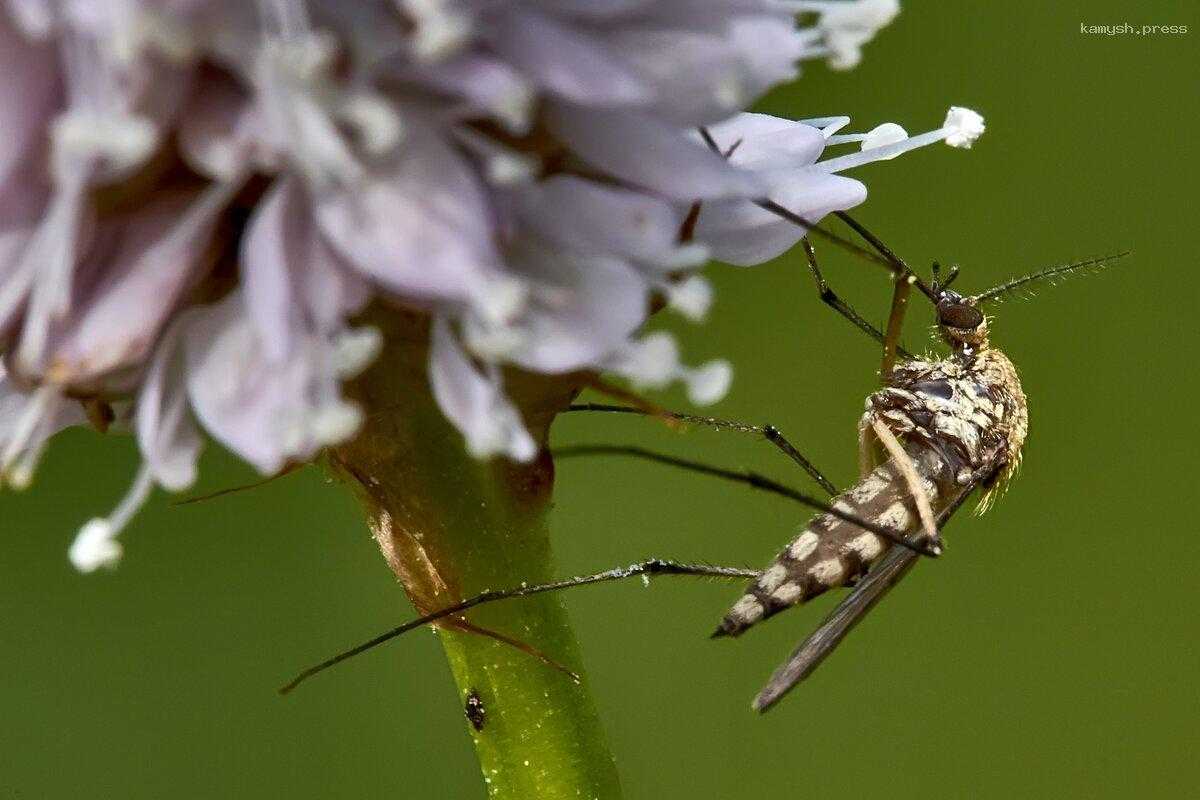 Эксперт рассказала, кого комары любят больше всего и почему