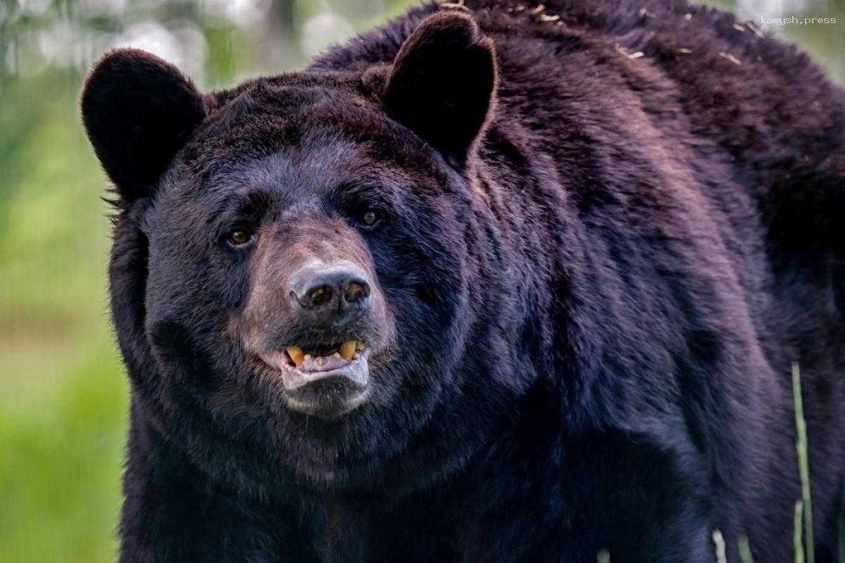 В Калифорнии медведь барибал убил 71-летнюю женщину