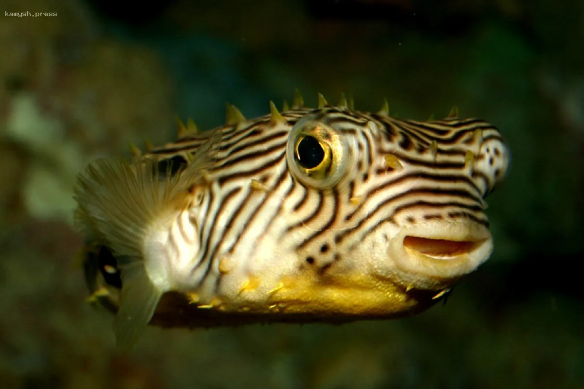 Древние американцы могли использовать ядовитую рыбу Striped burrfish в строительстве