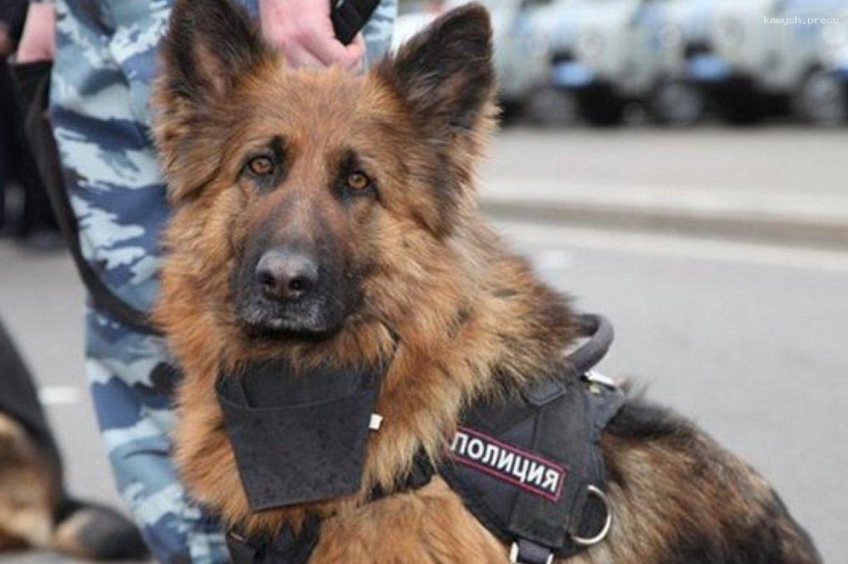 УФСИН РФ по Архангельской области ищет хозяев для семи служебных собак