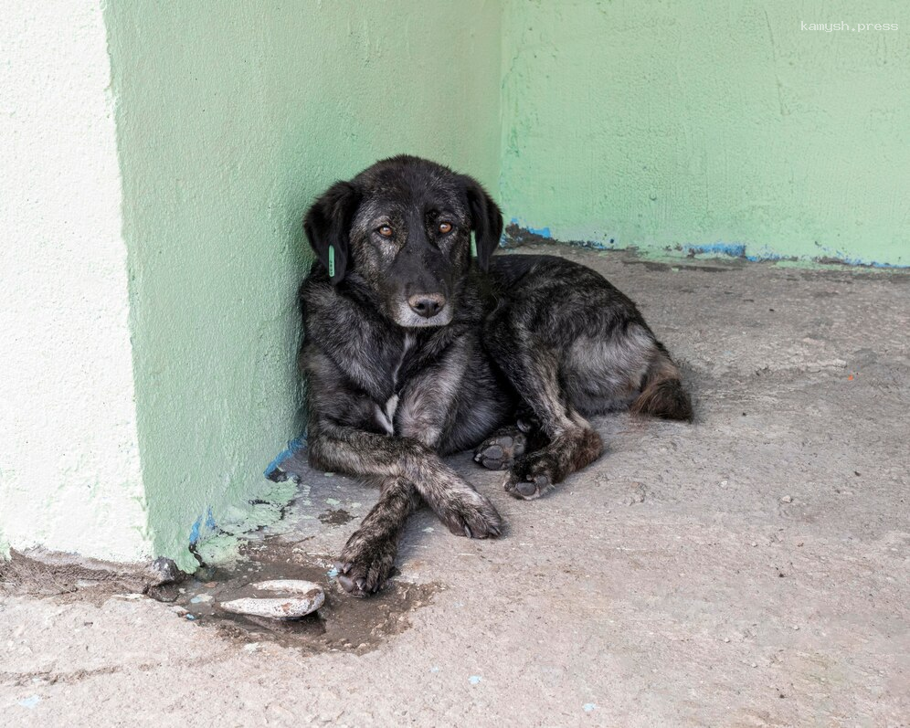 Служба ветеринарии Астраханской области поделилась планами на отлов бродячих собак