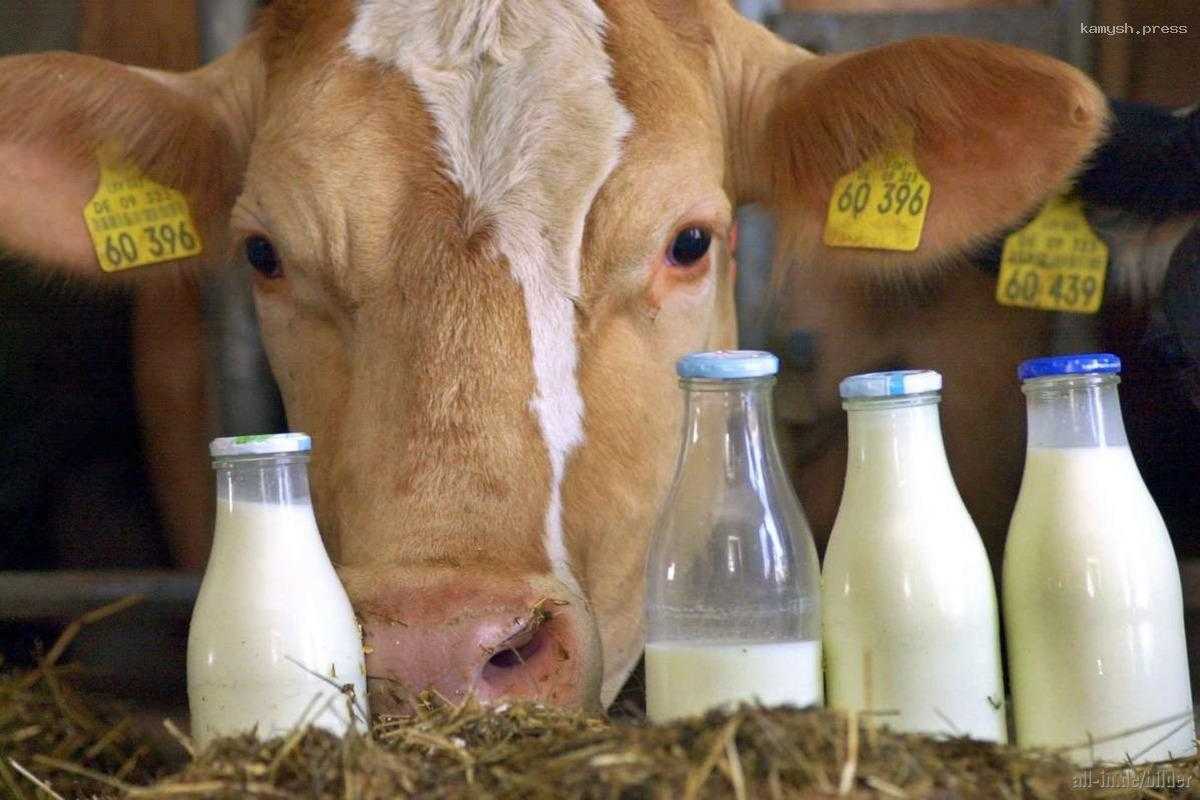 Костромские коровы стали давать больше молока