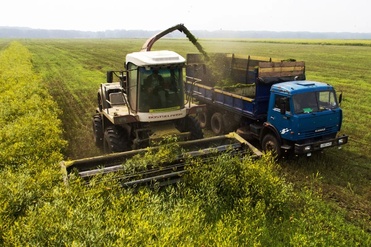 В 2024 году в России сократилось производство сельхозпродукции