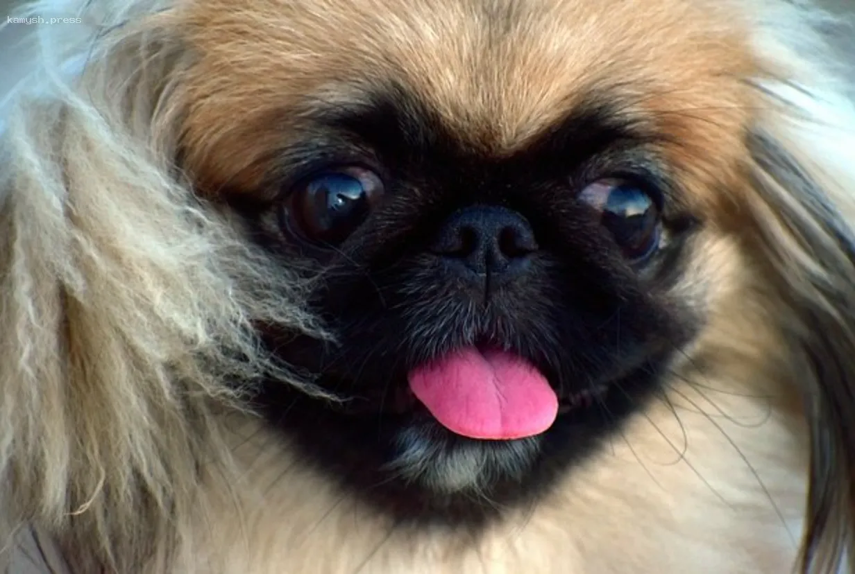 На Донбассе живодер покончил с собой после наказания местными жителями