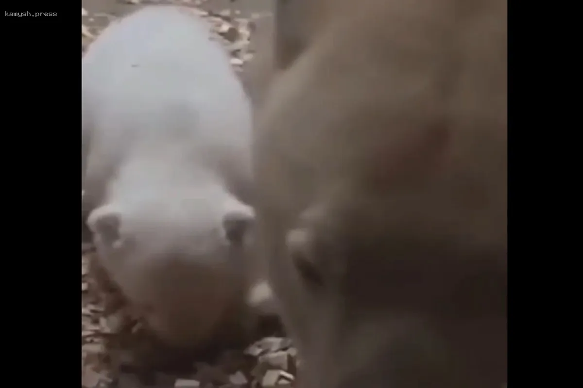 Переехавшая в Японию из Новосибирска медведица Шилка стала мамой