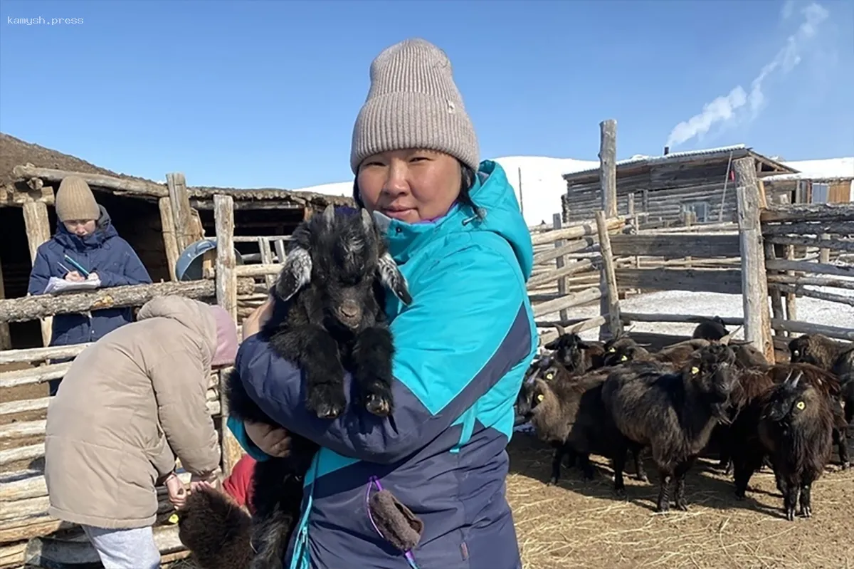В Эрзинском районе Тувы занимаются разведением скота с уникальными генетическими характеристиками