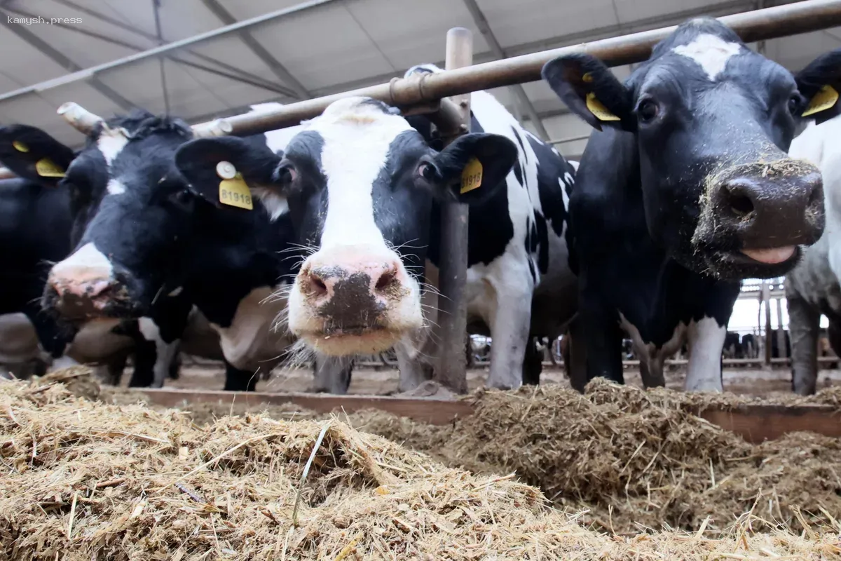 Чехия ограничит движение на границе со Словакией