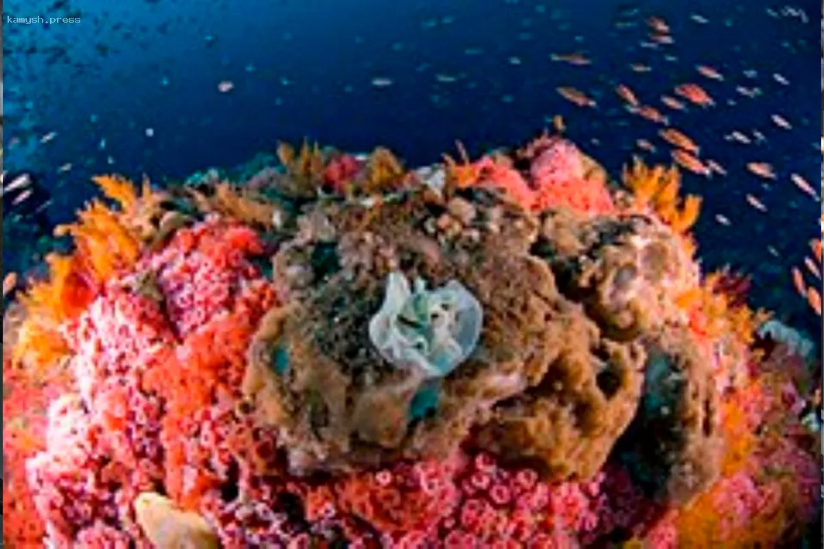 На Соломоновых Островах обнаружен крупнейший на планете живой организм — мегакоралл