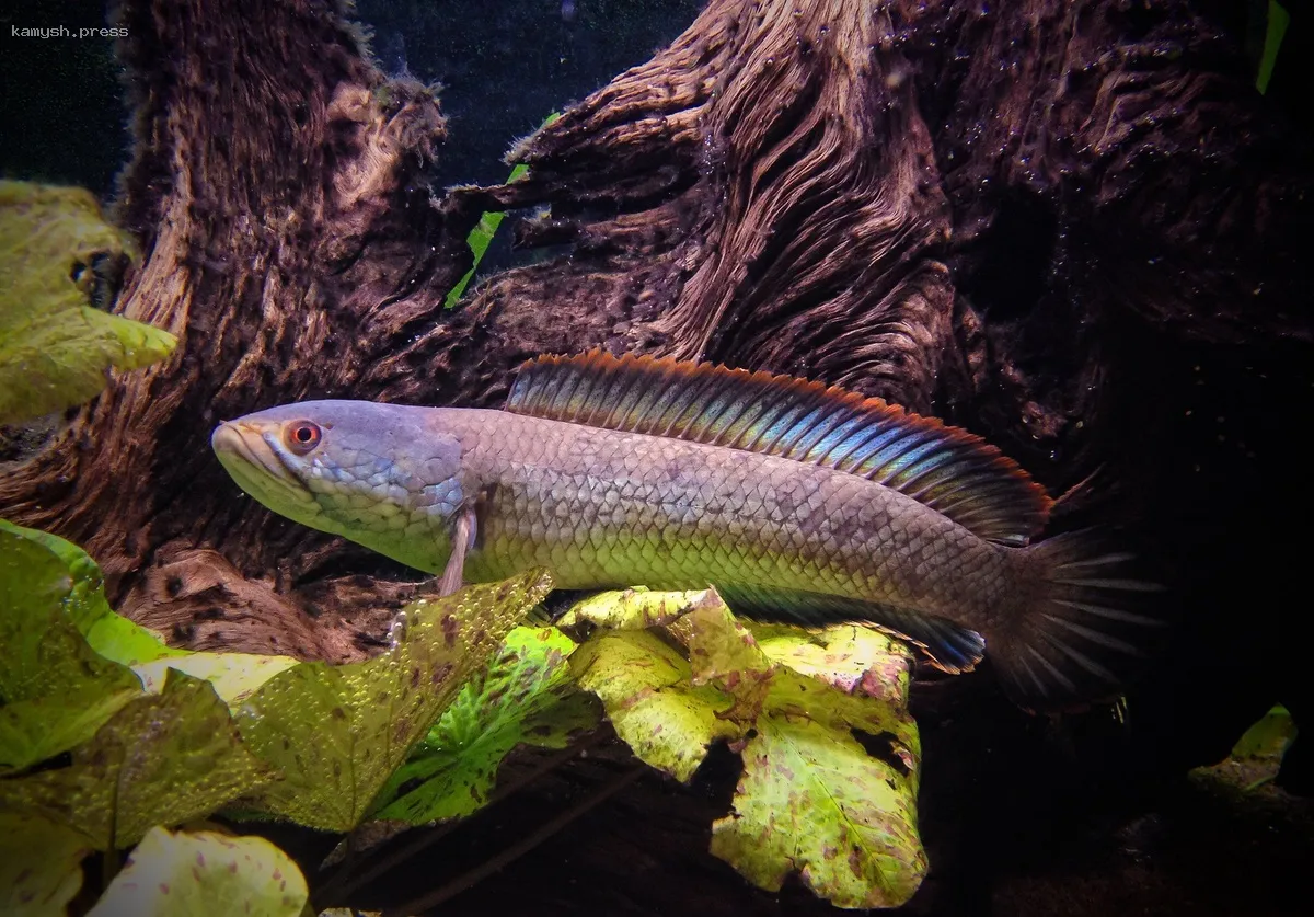 В Индии спустя 85 лет снова нашли рыбу, считавшуюся вымершей