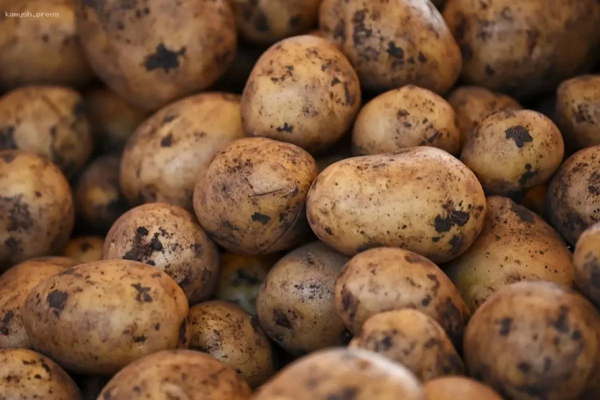 Картофельный бум: экспорт грузинского картофеля в Россию достиг рекорда