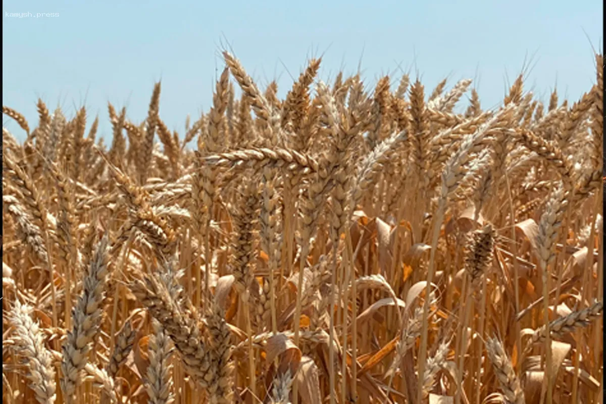 Сельскохозяйственные предприятия КБР значительно увеличили экспорт зерна в начале 2025 года