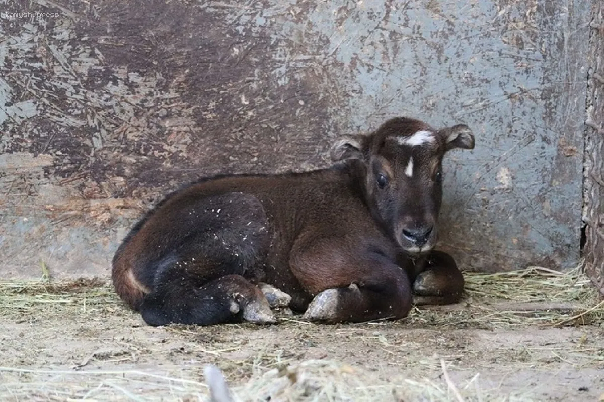 В зоопарке Ростова-на-Дону у такина-мишми появился на свет детеныш