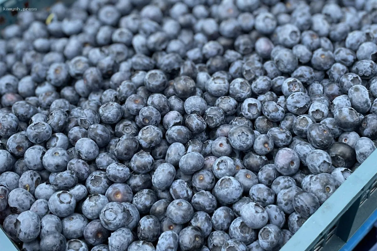 В Нидерландах замороженная голубика стала причиной вспышки гепатита А