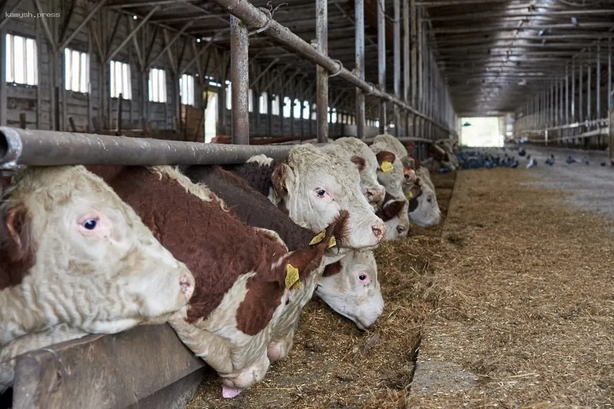 Зонирование Новосибирской области из-за ящура создает серьезные трудности для животныходов