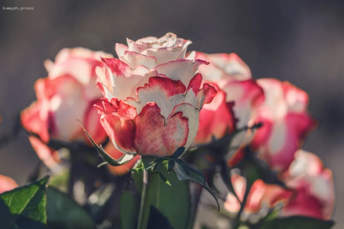 В Санкт-Петербурге состоялась церемония вручения премии имени Миронова