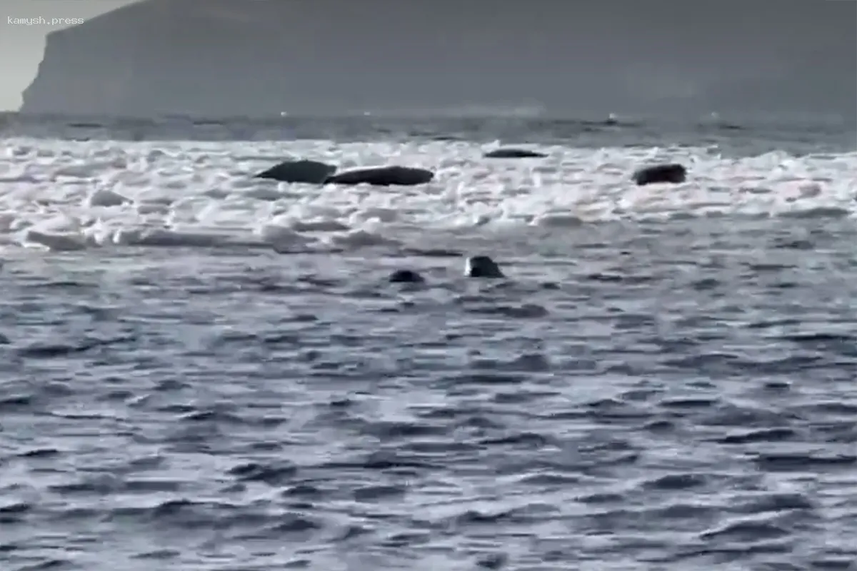 Отдыхающие ларги на ледяных платформах попали в объектив камер в Приморье