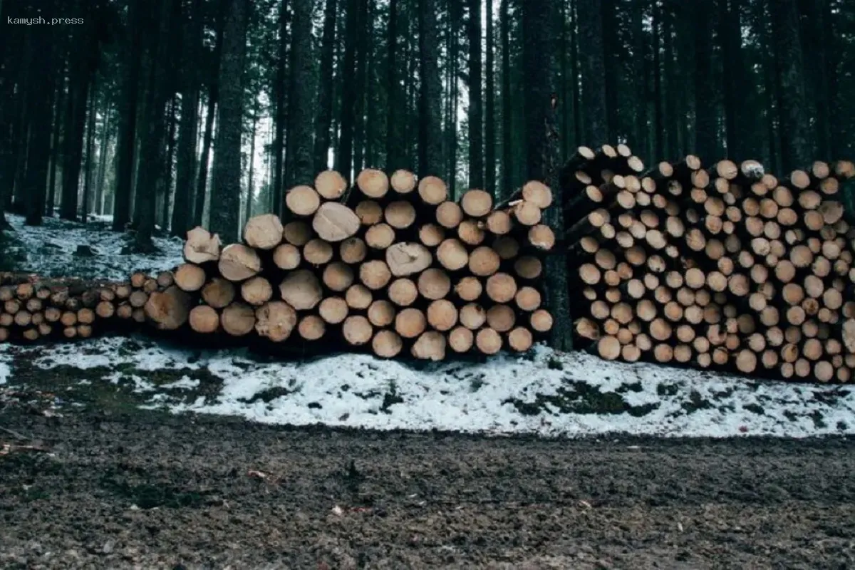 В Хабаровском крае лесозаготовители подозреваются в хищении 7 миллионов рублей из бюджета