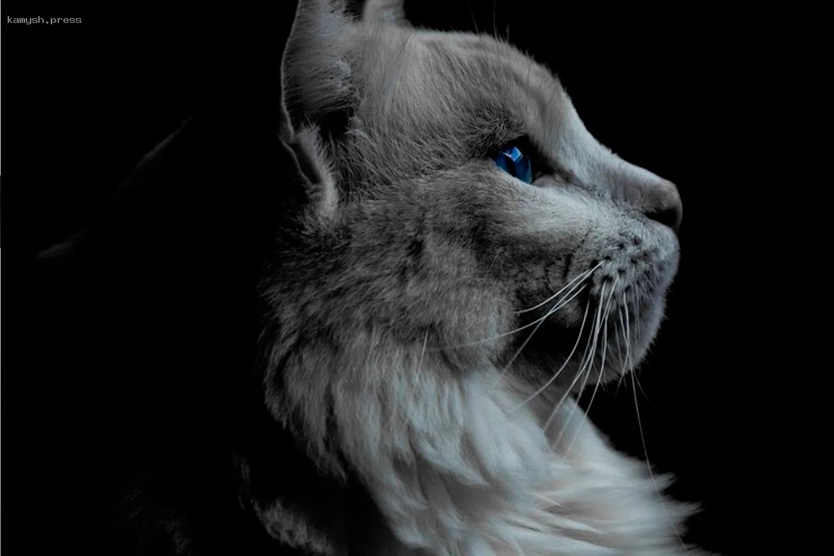 В Алуште произошло массовое уничтожение бездомных кошек