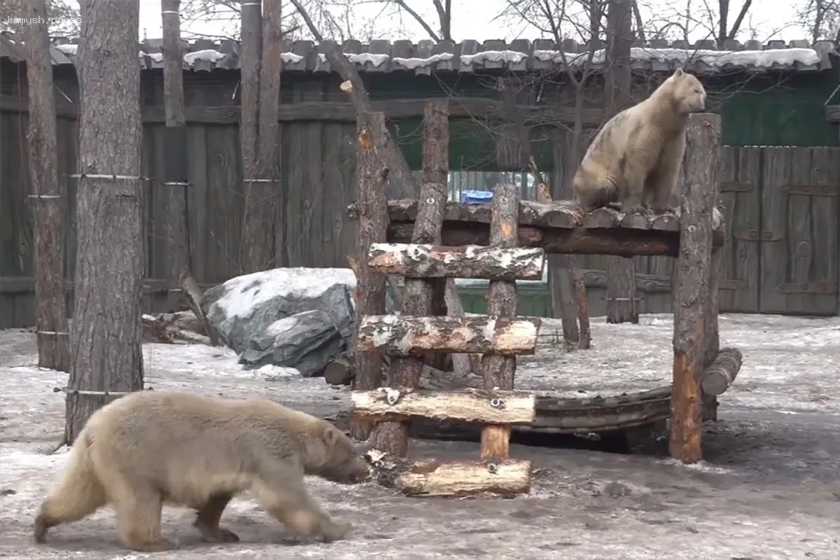 В Новосибирском зоопарке белые медведи «поменяли окраску» из-за потепления