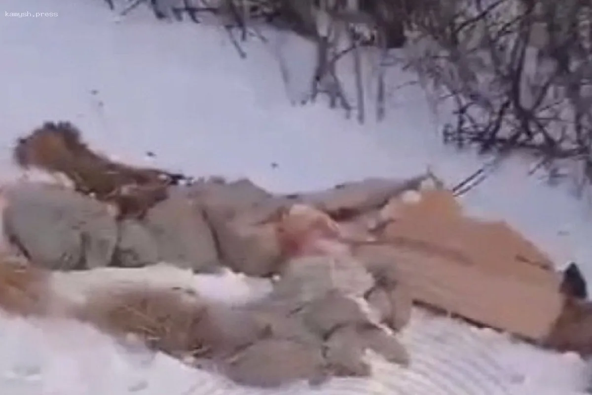 Местные жители Алексеевки в Новосибирской области сообщили о нелегальном скотомогильнике