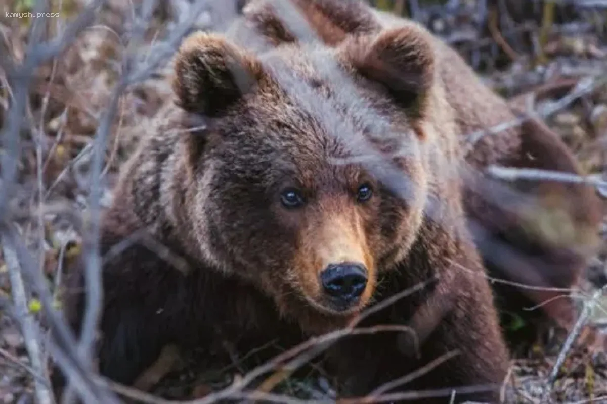 В Карелии ожидают пробуждения бурой медведицы из Кижского района