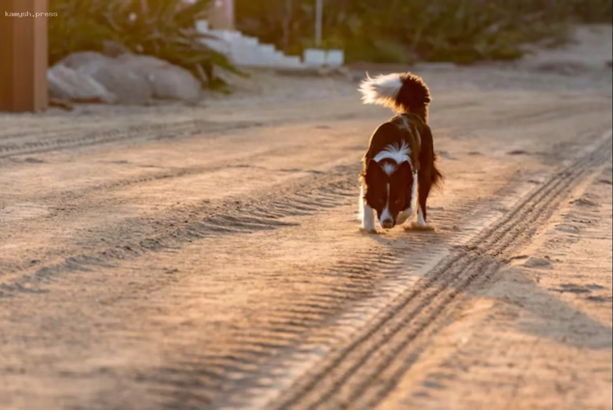 В Хакасии обновлены тарифы на услуги по работе с бездомными собаками