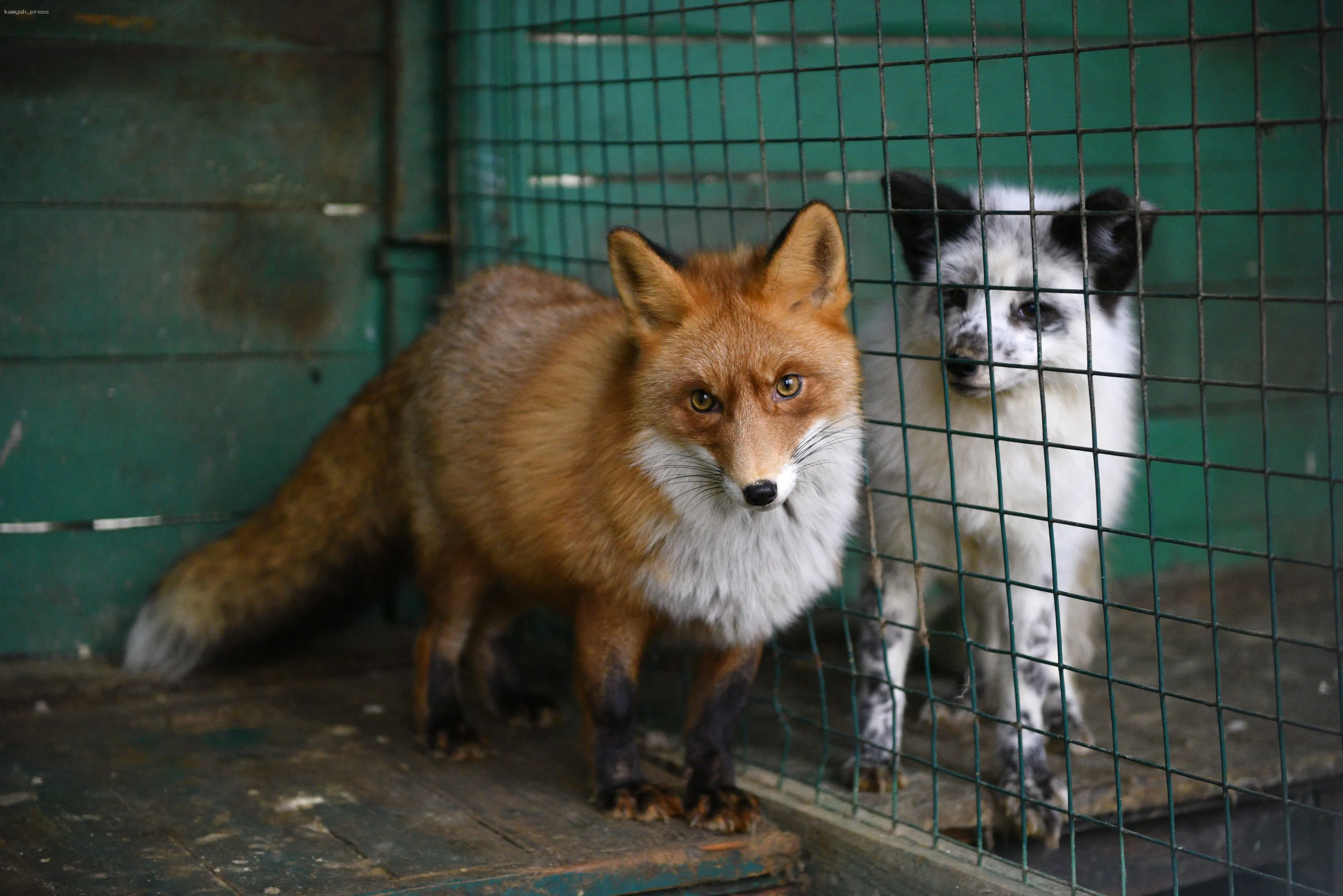В Подмосковье началась первая фаза вакцинации диких животных против бешенства