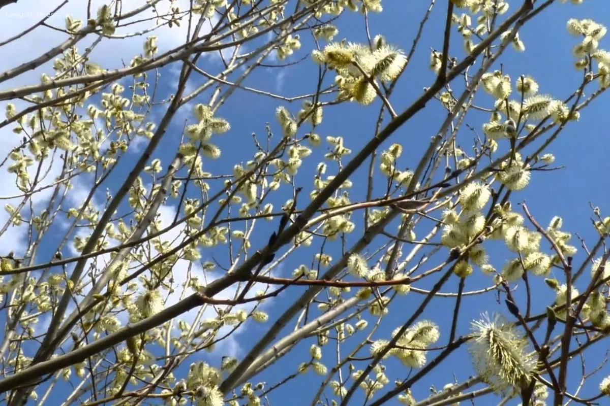 Вильфанд: Ночью снова ожидаются отрицательные температуры