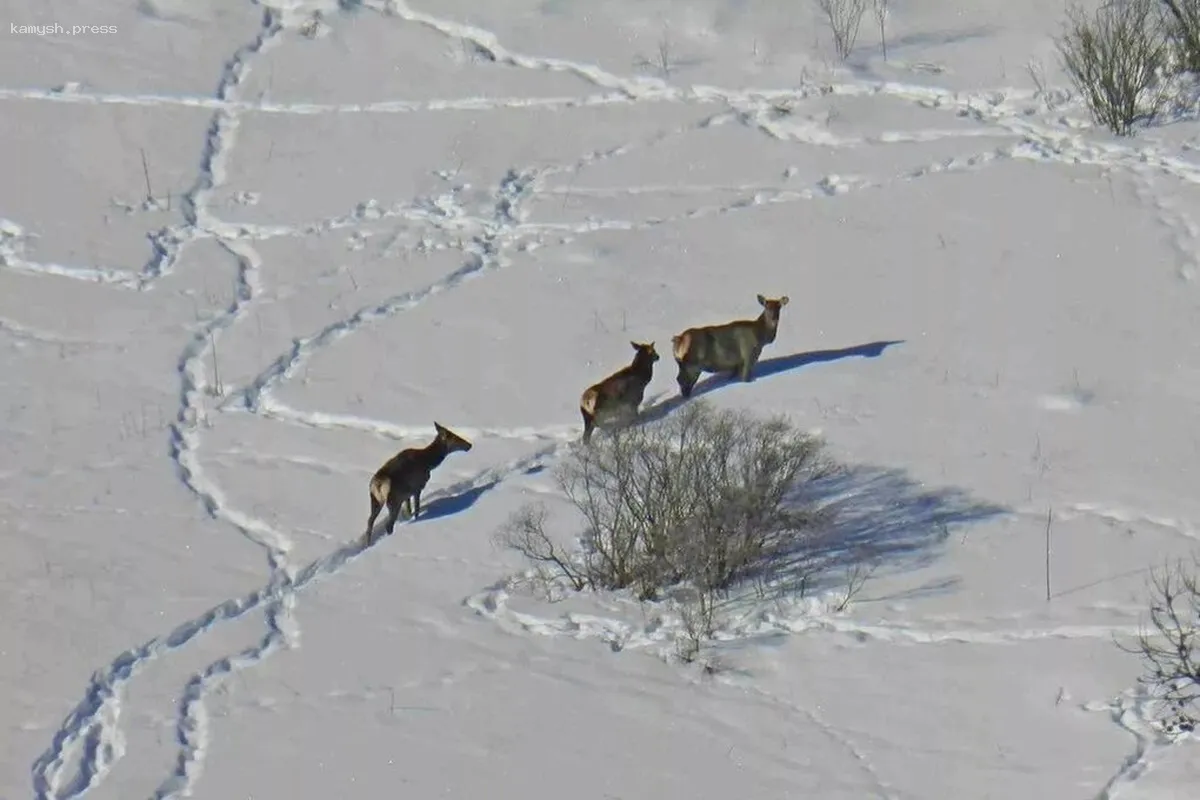 В Новосибирской области диких животных мониторят с помощью дронов