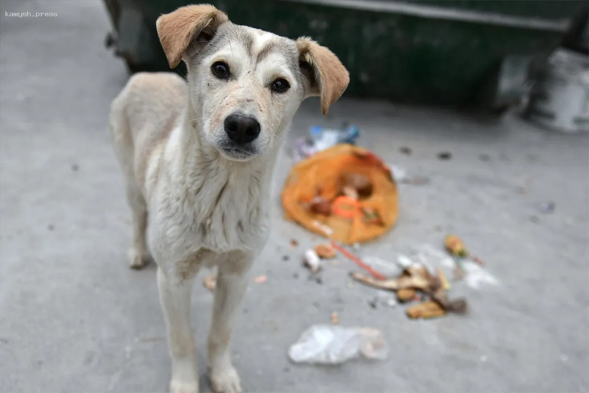 В России могут запретить кормление бездомных животных