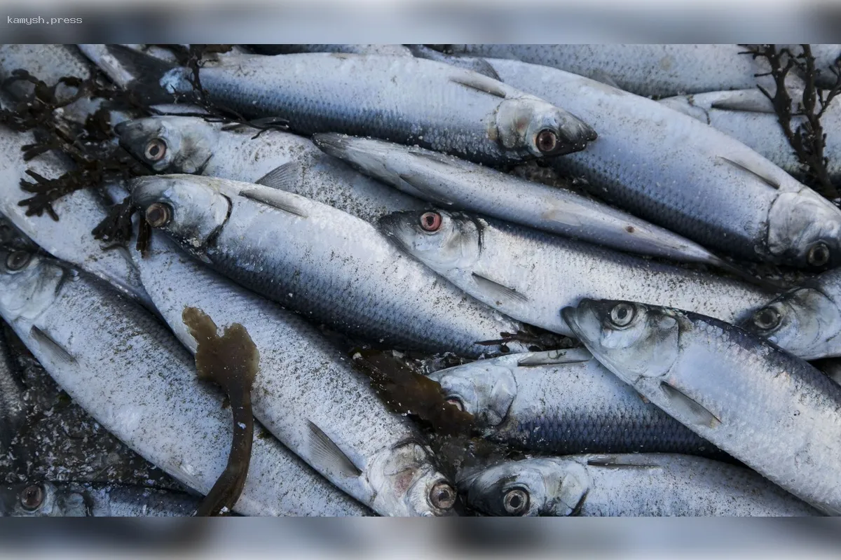В январе 2025 года российские производители увеличили экспорт сельди в 6 раз