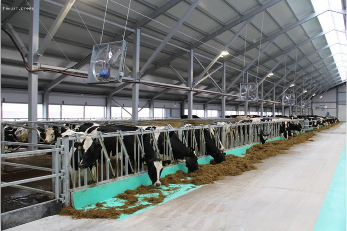 В Карелии стартовала модернизация животноводческого хозяйства