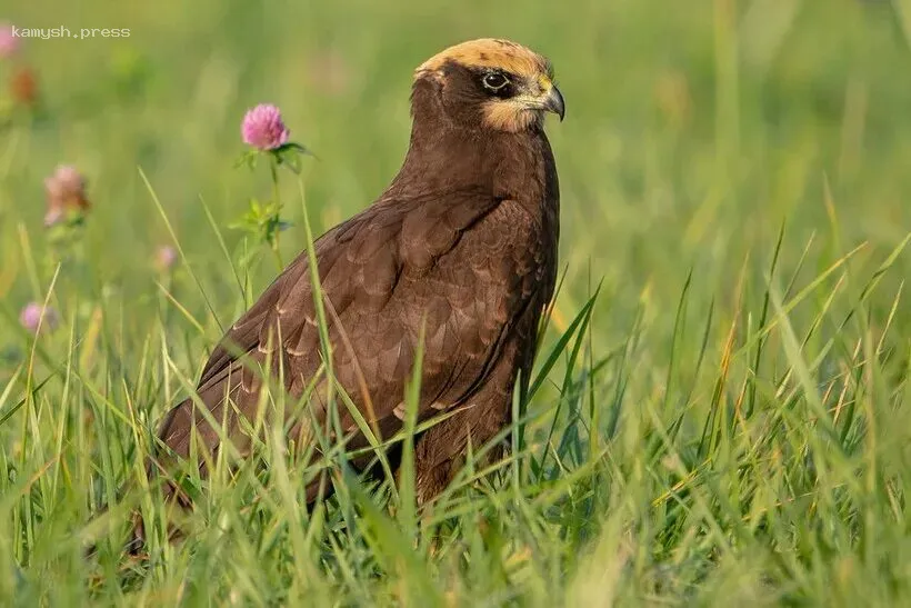 В Кировской области обновят Красную книгу на 20%