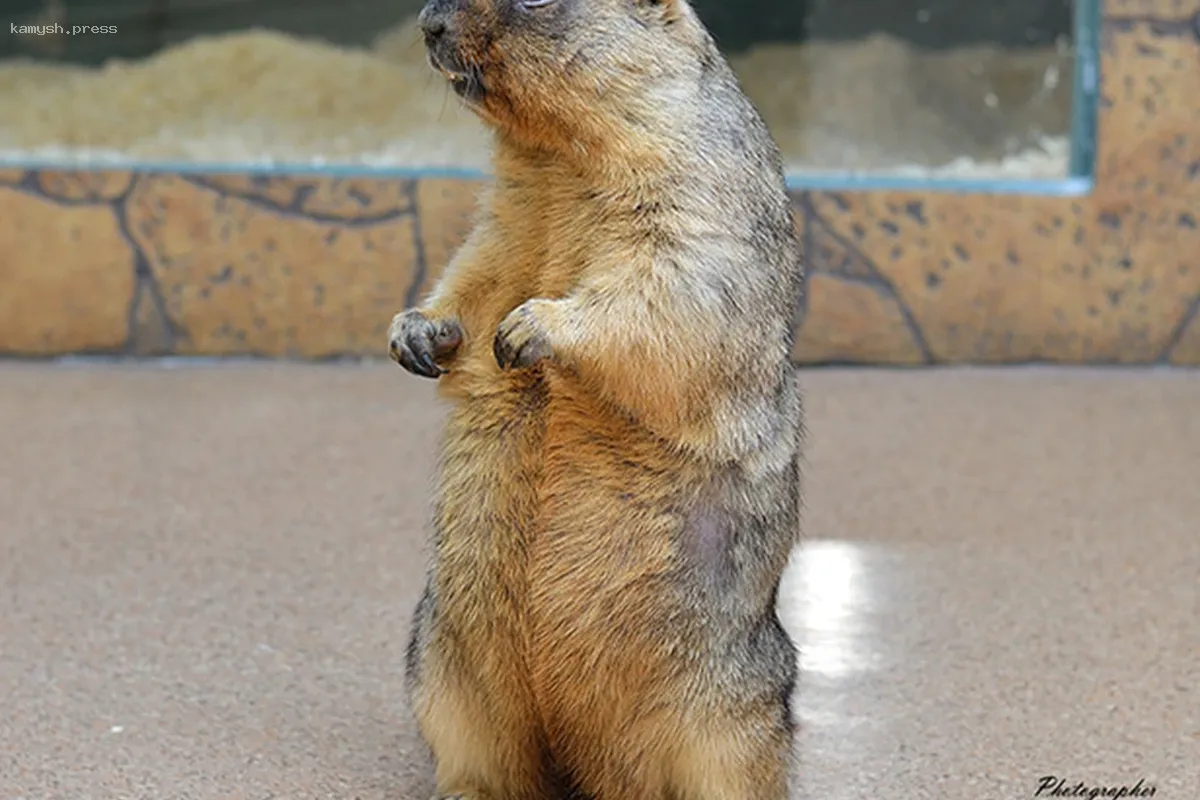 Байбаки обосновались в Тульском национальном парке