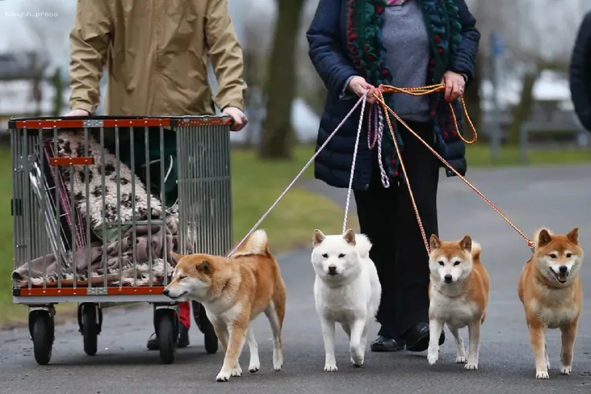 В Татарстане планируют ввести штрафы за незарегистрированных домашних собак