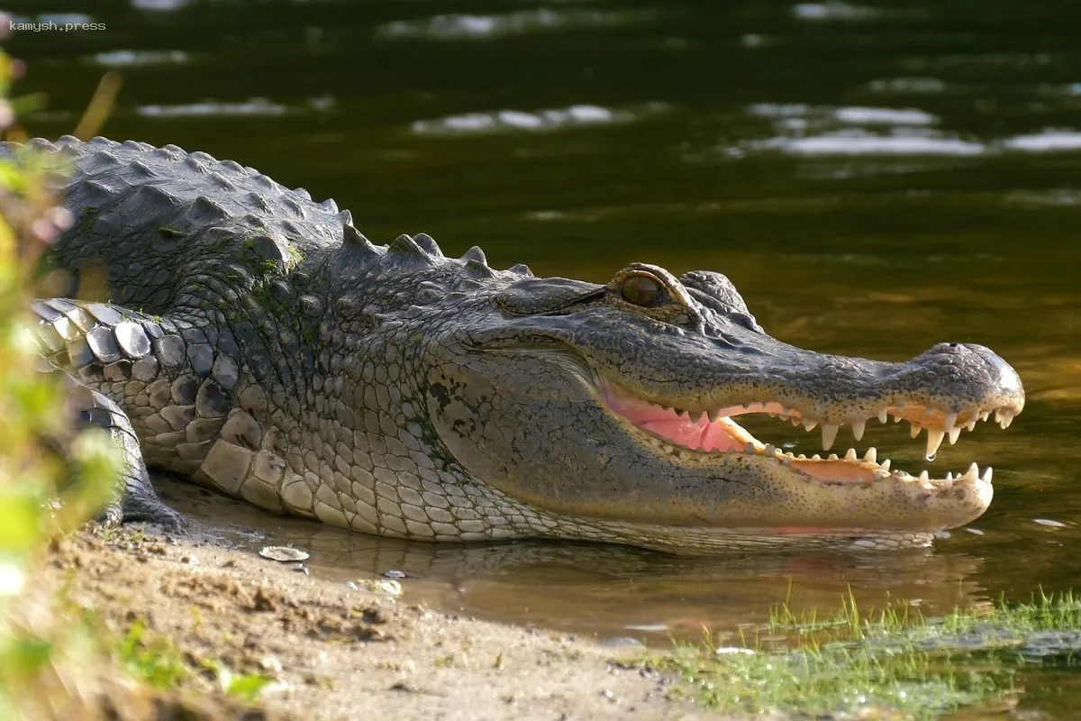 Намибийка сумела вырваться из челюстей крокодила и остаться в живых