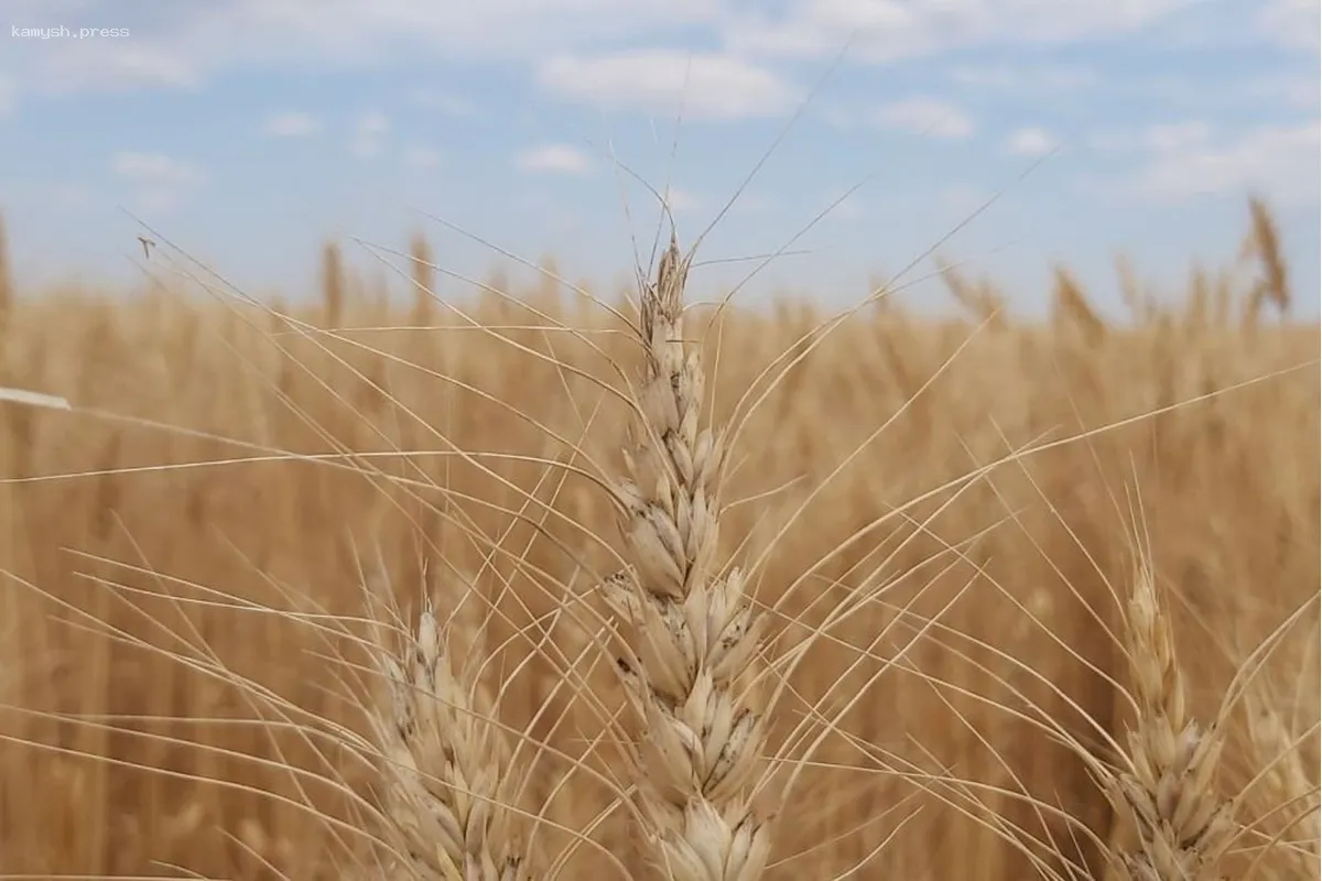 В 2024 году агрокомпании Саратовской области экспортировали 1 миллион тонн зерна