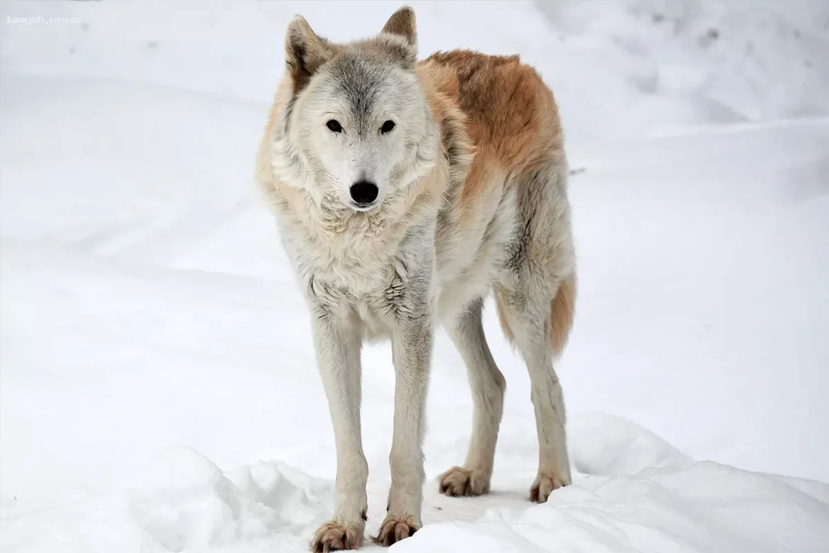 В Марий Эл продлили срок охоты на волков до 31 марта из-за увеличения их численности