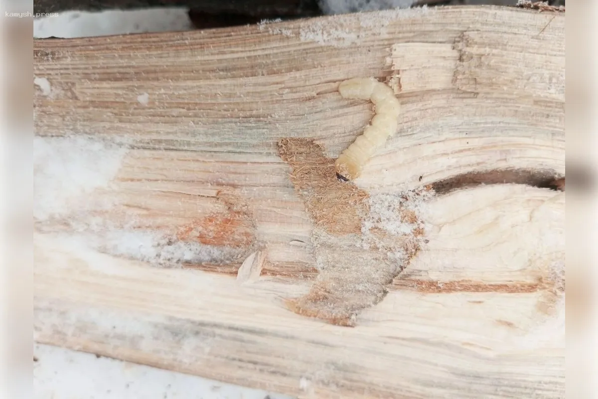 В Омской области активизировался угрожающий вредитель в лесах