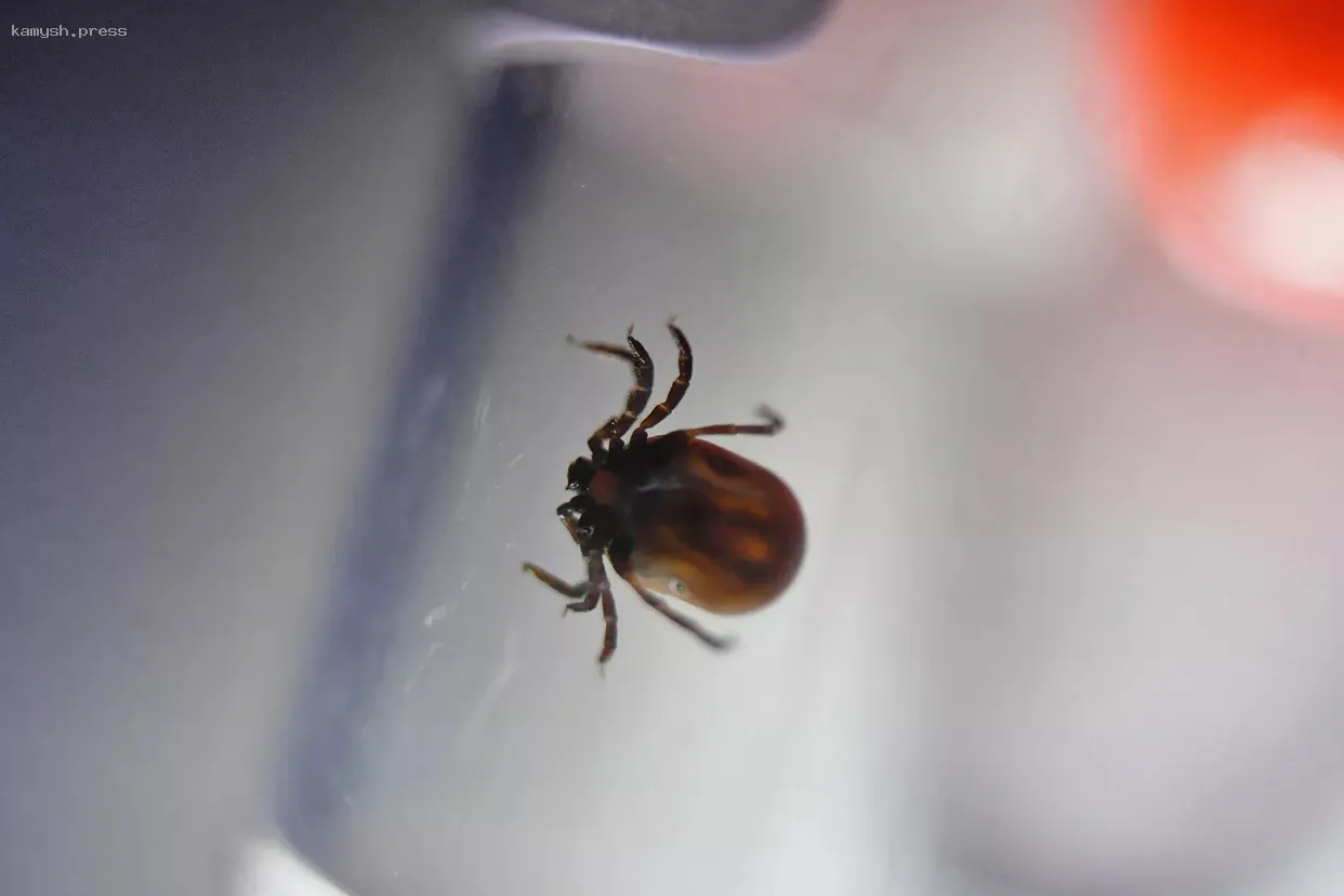 Волгоградцам напомнили о риске заражения энцефалитом от клещей