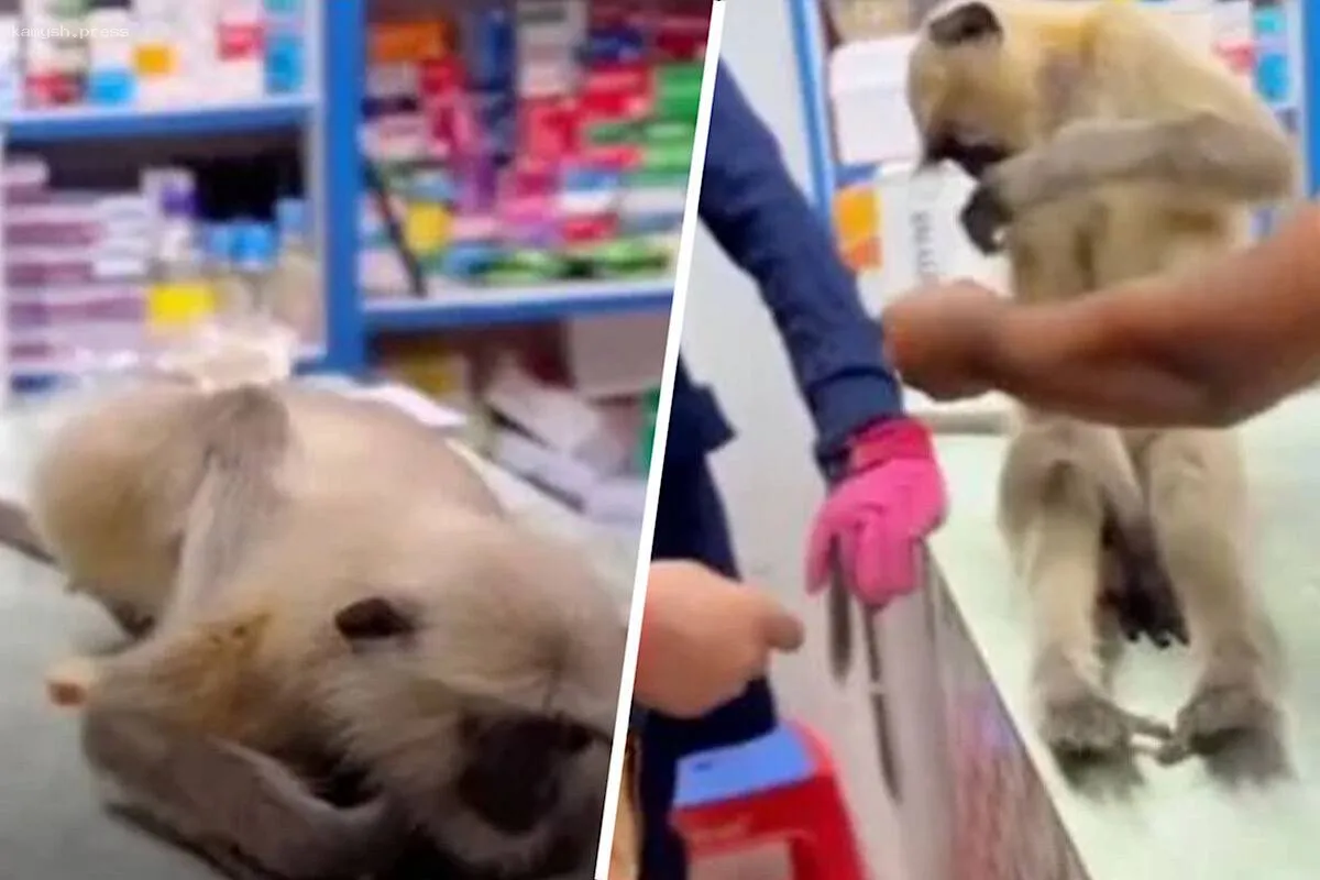Лангур, получивший травму, пришёл в аптеку за помощью и покорил сердца пользователей интернета