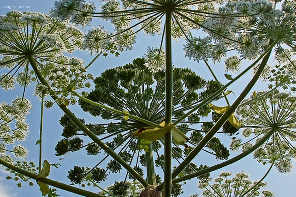 Учёные из Ярославля разработали метод получения спирта из борщевика Сосновского