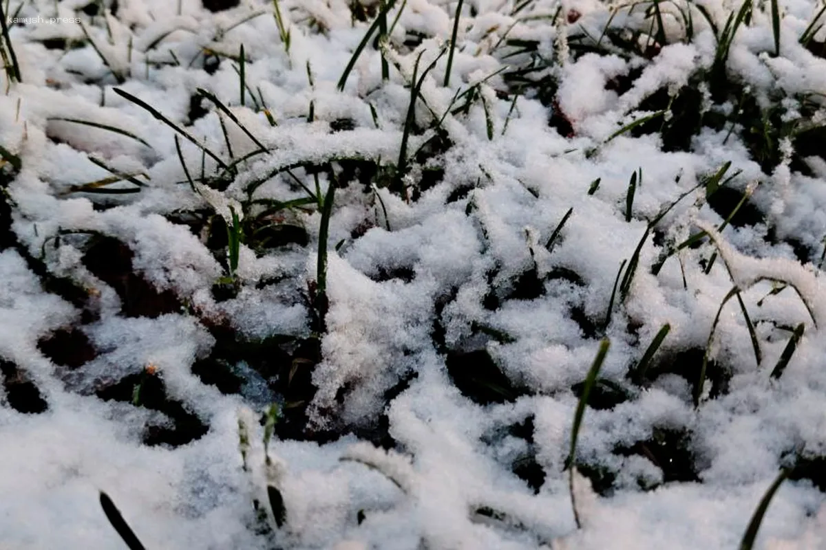Необычный фактор помог сохранить посевы на кубанских полях