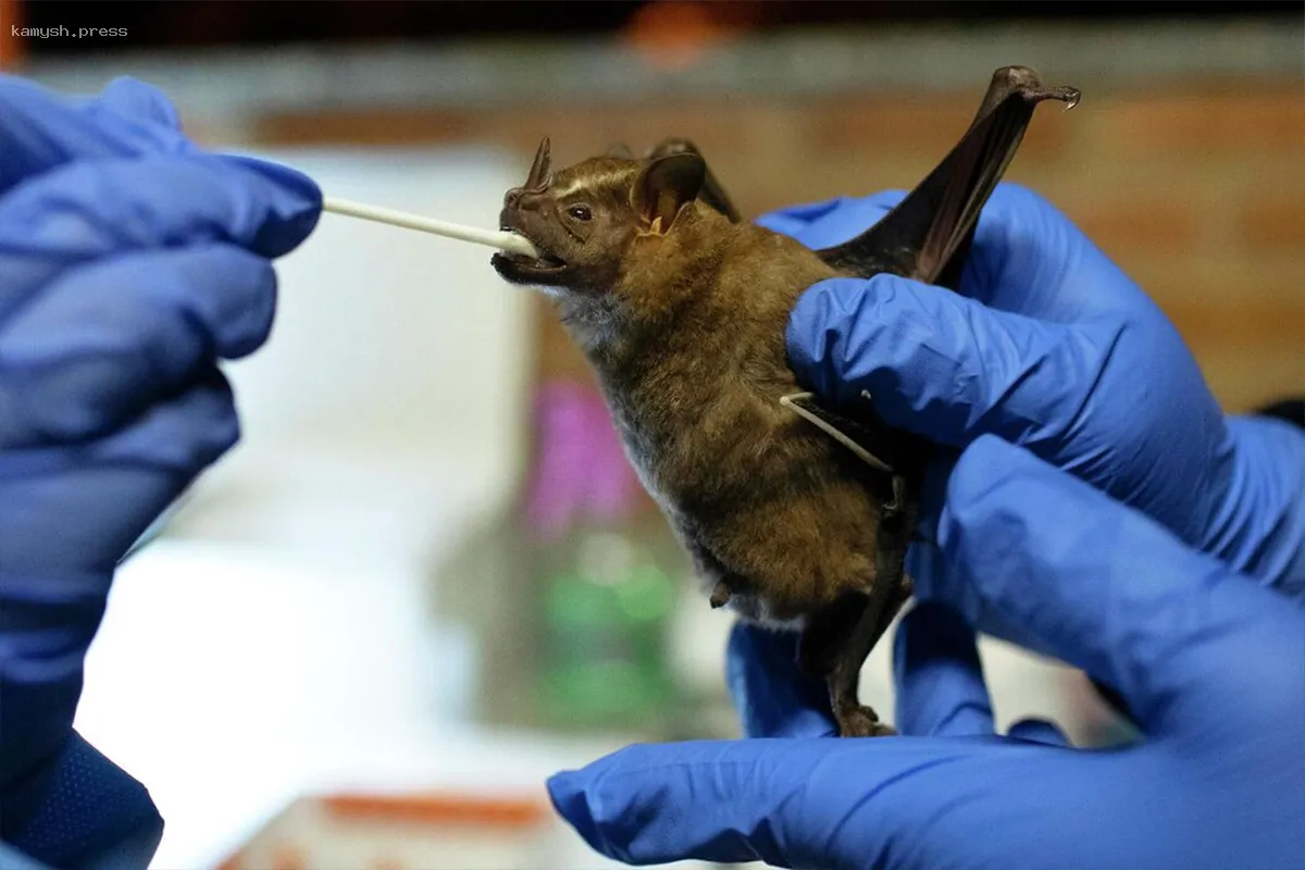 Учёные Китая выявили новый коронавирус у летучих мышей