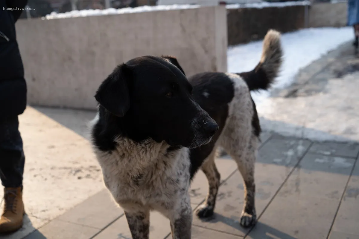 Депутат Милонов утверждает, что уничтожение бездомных собак недопустимо