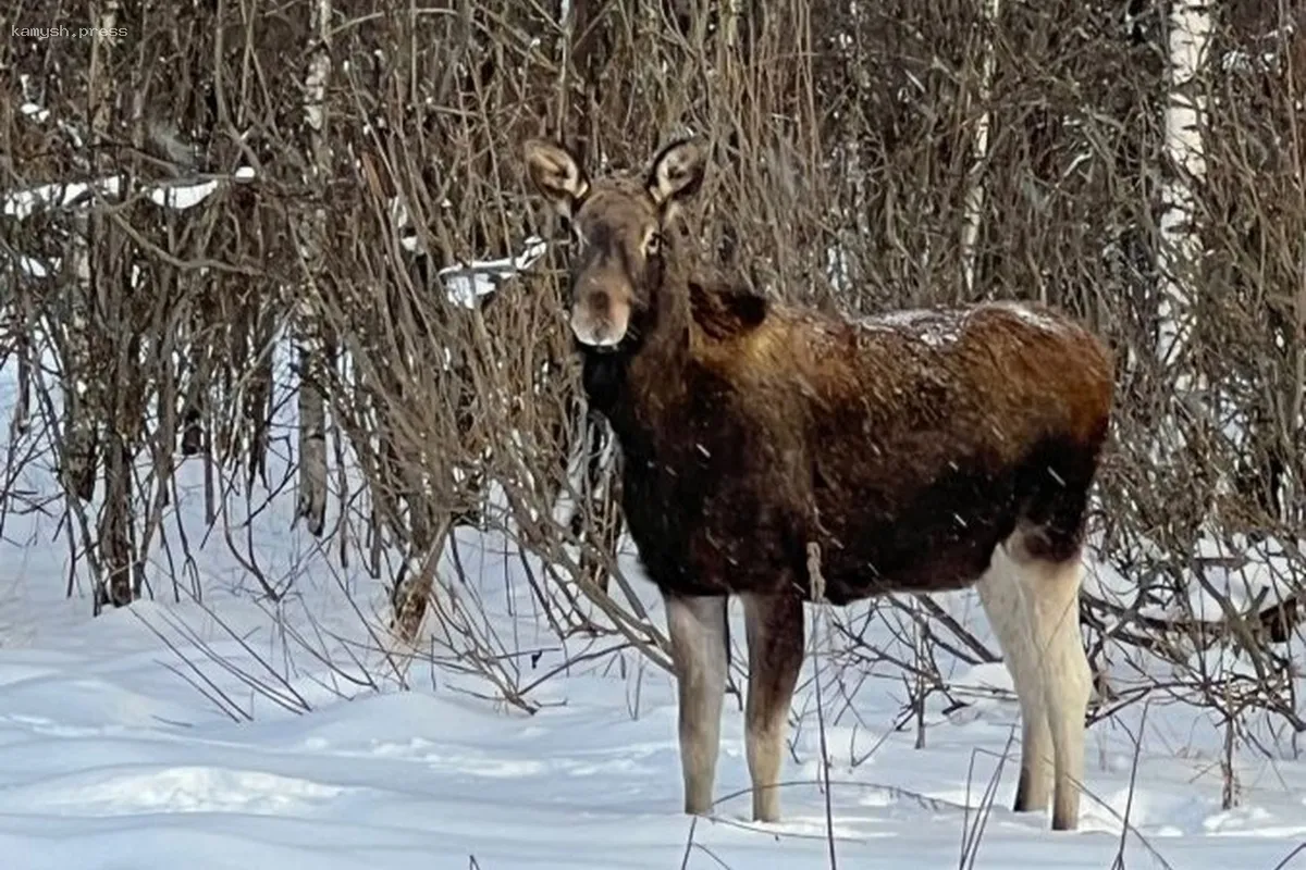 В Тверской области выявлены браконьеры, убившие лося и медведицу