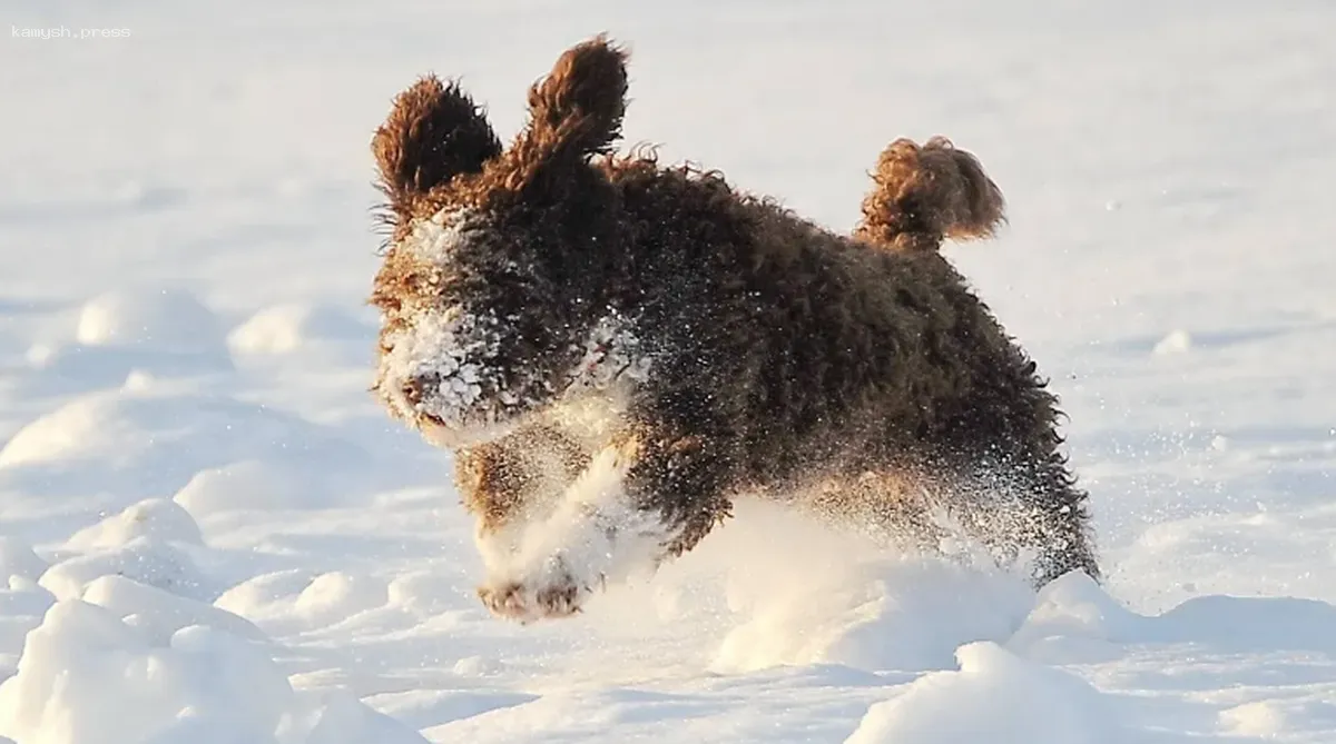 Гостиница «Ерин Дог Кэмп» в Балашихе вновь оказалась в центре скандала