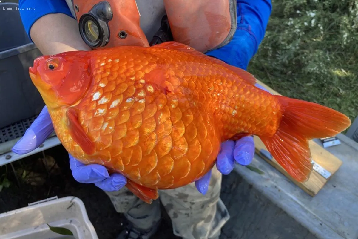 В США поймали гигантскую золотую рыбку