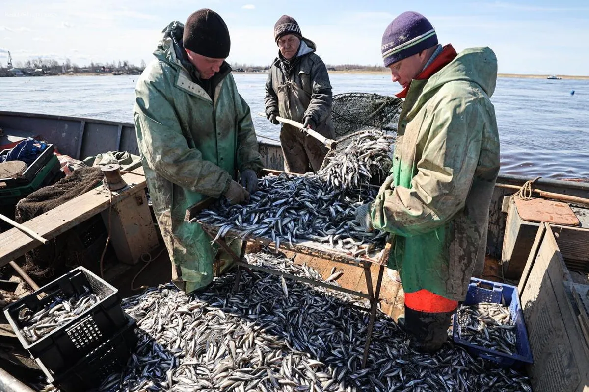 Компании по рыбодобыче на северо-западе страны сталкиваются с отказами в получении разрешений на вылов рыбы